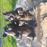 Chomiki Polak i Węgier