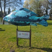 Karp - Teo