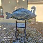 Karp - Pałac w Goszczu