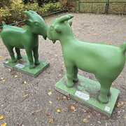 Koziołki - Stare Zoo