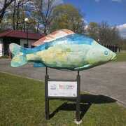 Karp - Biały Daniel