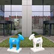 Koziołki - Business Link Maraton